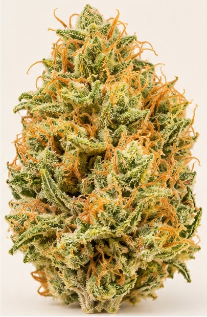 Illustration indicative d’une fleur de variété Lemon Haze