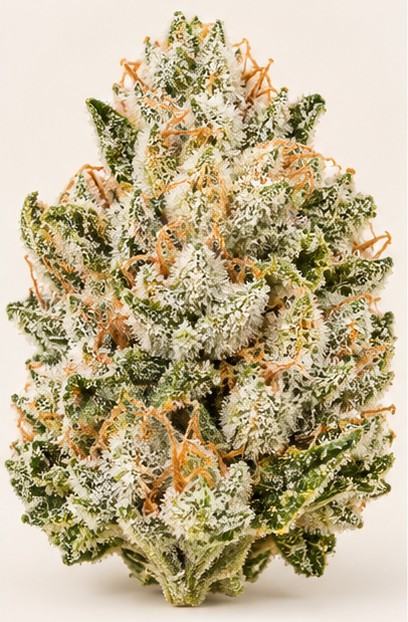 Illustration indicative d’une fleur de variété White Widow